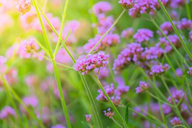 Renkli çiçeklerin arkaplan resmi