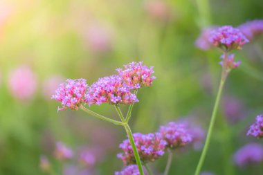 Renkli çiçeklerin arkaplan resmi