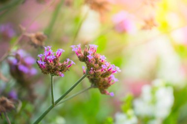 Renkli çiçeklerin arkaplan resmi
