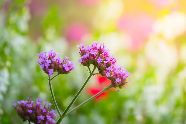 La imagen de fondo de las flores de colores — Foto de Stock