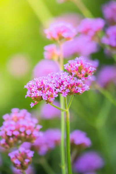 色とりどりの花の背景イメージ — ストック写真