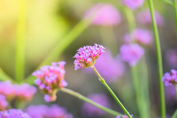 La imagen de fondo de las flores de colores — Foto de Stock