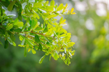 taze ve yeşil yaprak