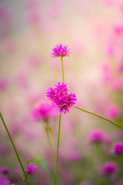 Renkli çiçeklerin arkaplan resmi