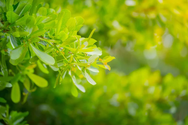 Taze ve yeşil yaprak — Stok fotoğraf