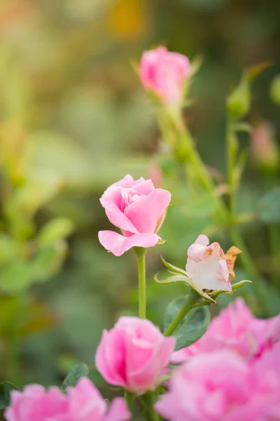 La imagen de fondo de las flores de colores — Foto de Stock