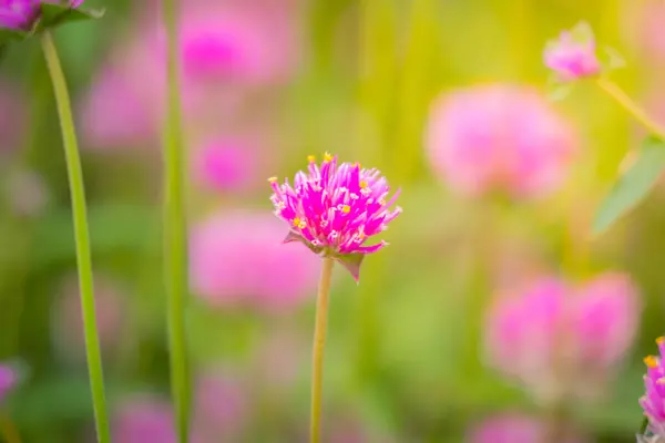 La imagen de fondo de las flores de colores — Foto de Stock