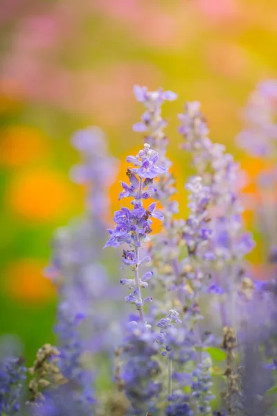 다채 로운 꽃들의 배경 모습 — 스톡 사진