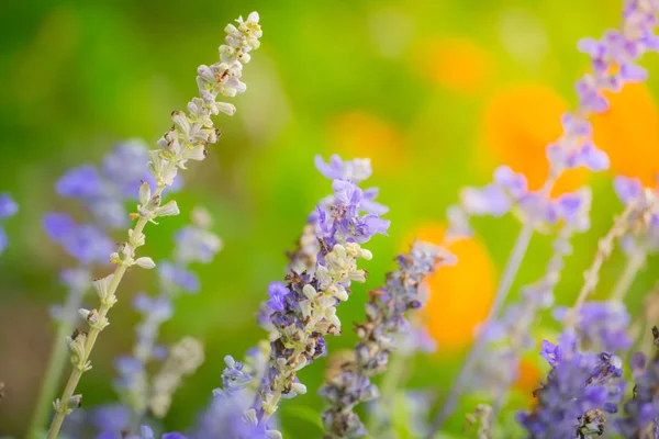 L'immagine di sfondo dei fiori colorati — Foto Stock