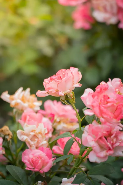 La imagen de fondo de las flores de colores — Foto de Stock