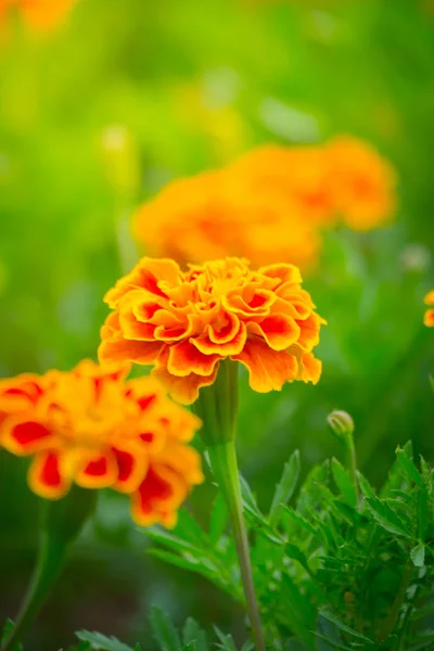 La imagen de fondo de las flores de colores —  Fotos de Stock