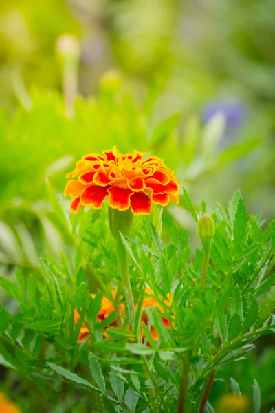 The background image of the colorful flowers — Stock Photo, Image