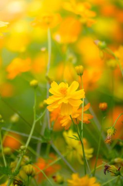 renkli çiçek güzel kelebeği