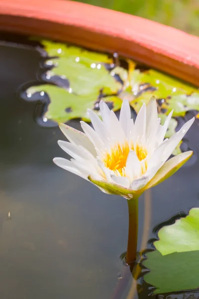 Flores de lótus florescendo na lagoa no verão — Fotografia de Stock