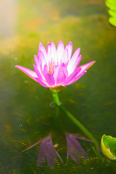 Цветы лотоса цветут на пруду летом — стоковое фото