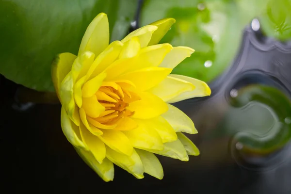 Flores de lótus florescendo na lagoa no verão — Fotografia de Stock