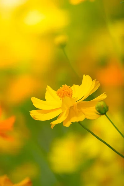 Borboleta bonita na flor colorida — Fotografia de Stock
