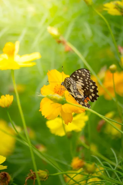 Beau papillon sur fleur colorée — Photo