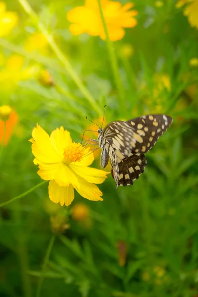 Beau papillon sur fleur colorée — Photo