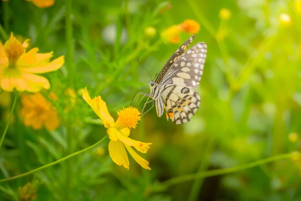 Hermosa mariposa en flor colorida — Foto de Stock