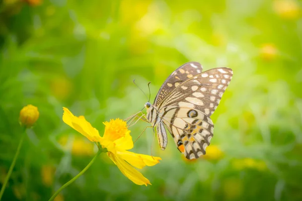 Beau papillon sur fleur colorée — Photo