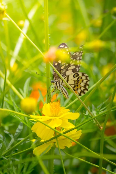 Hermosa mariposa en flor colorida — Foto de Stock