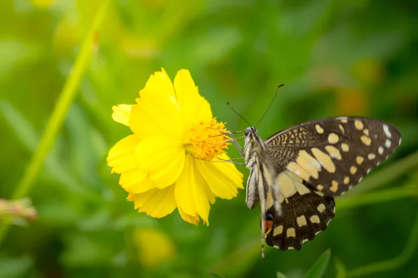 Beau papillon sur fleur colorée — Photo