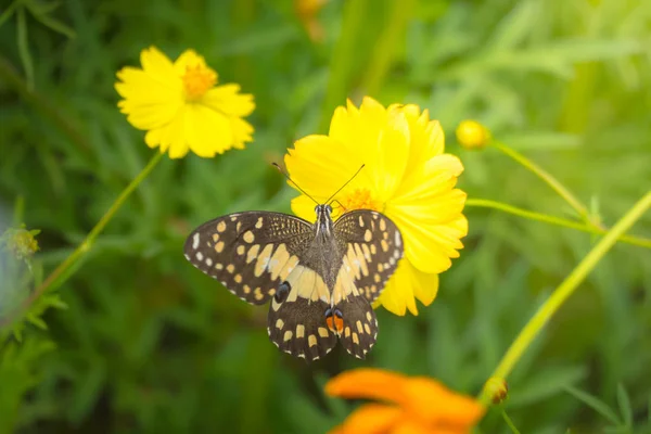 Beau papillon sur fleur colorée — Photo