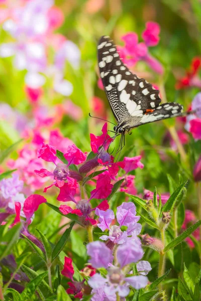 Летят на цветном цвете — стоковое фото