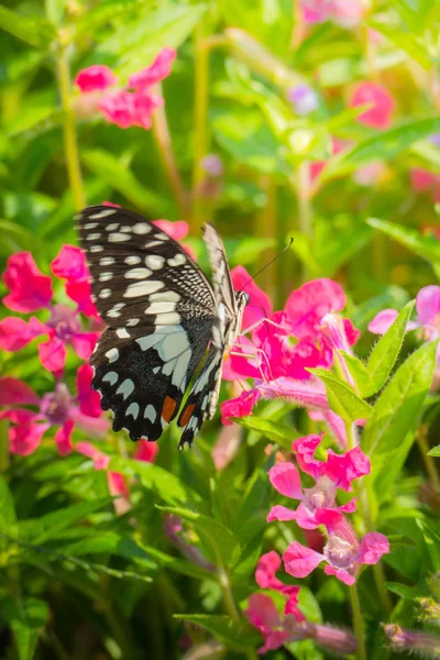 Vacker fjäril på färgstarka blomma — Stockfoto