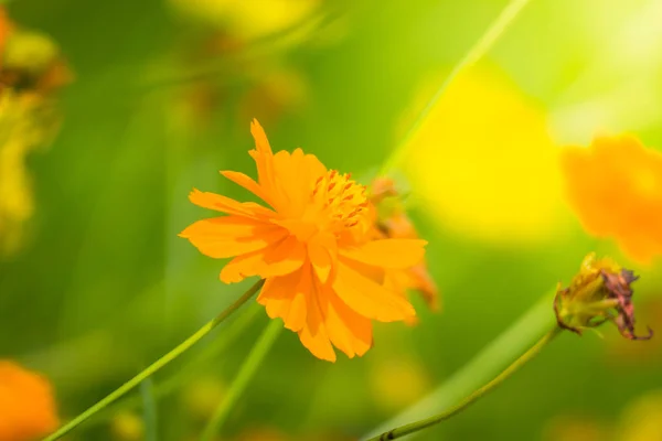 Das Hintergrundbild der bunten Blumen — Stockfoto