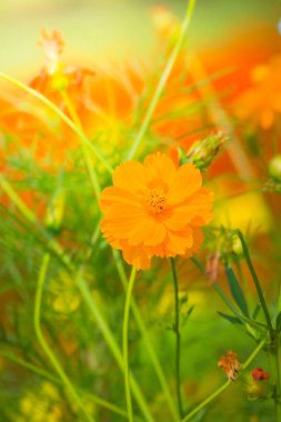 Renkli çiçeklerin arkaplan resmi