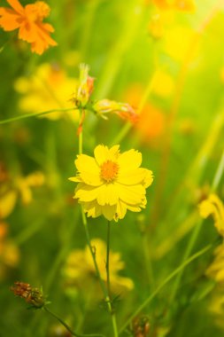 Renkli çiçeklerin arkaplan resmi