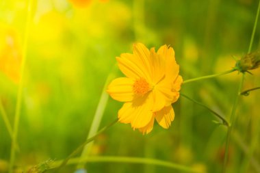 Renkli çiçeklerin arkaplan resmi