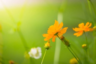 Renkli çiçeklerin arkaplan resmi