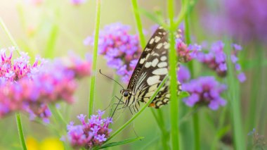 renkli çiçek güzel kelebeği