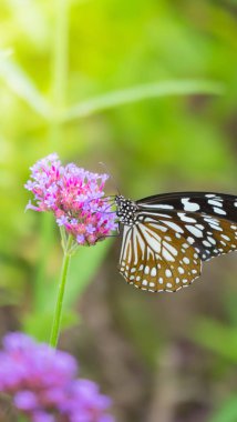 renkli çiçek güzel kelebeği