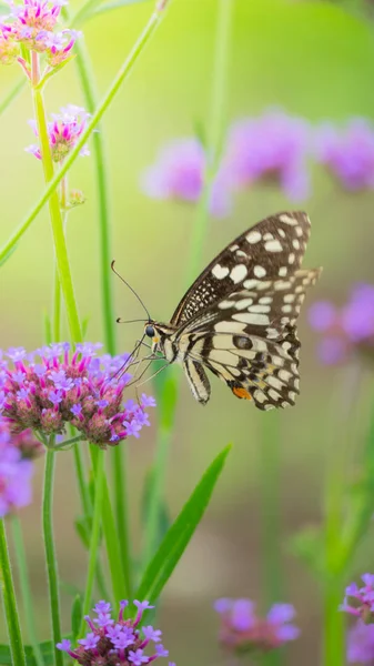 Beau papillon sur fleur colorée — Photo