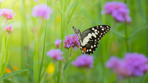 Beautiful Butterfly on Colorful Flower — Stock Photo, Image