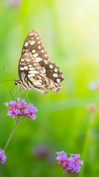 Krásný motýl na barevný květ — Stock fotografie