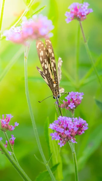 Beau papillon sur fleur colorée — Photo