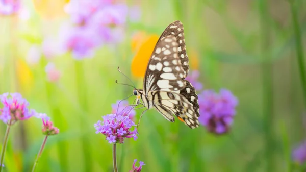 Beau papillon sur fleur colorée — Photo