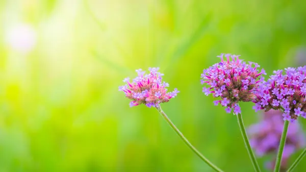 Hermosa mariposa en flor colorida — Foto de Stock