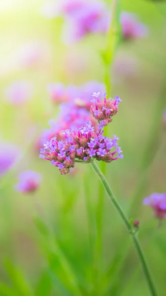 Hermosa mariposa en flor colorida — Foto de Stock