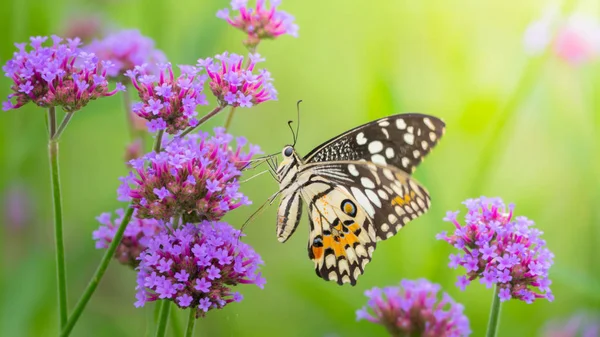 Beautiful Butterfly on Colorful Flower — Stock Photo, Image