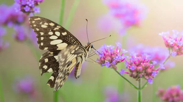 Schöner Schmetterling auf farbenfroher Blume — Stockfoto