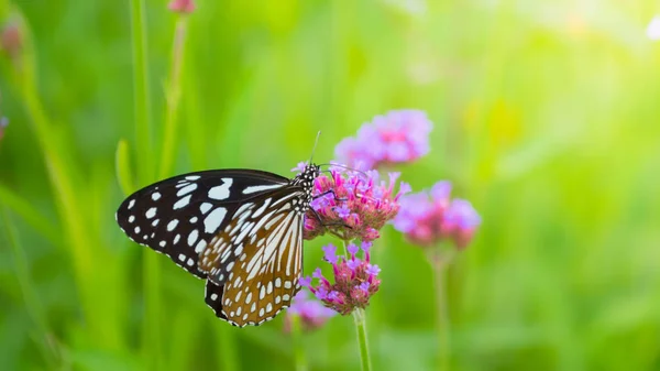 Prachtige vlinder op kleurrijke bloem — Stockfoto