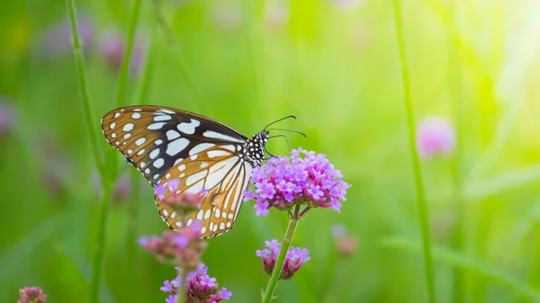 Beau papillon sur fleur colorée — Photo