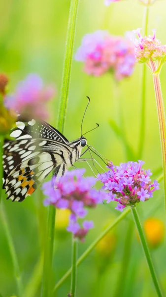 renkli çiçek güzel kelebeği