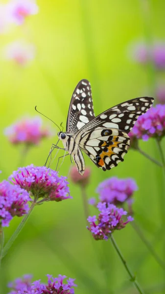 Schöner Schmetterling auf farbenfroher Blume — Stockfoto